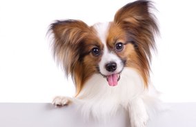 Priority Pet Program - Pet Grooming in Honolulu