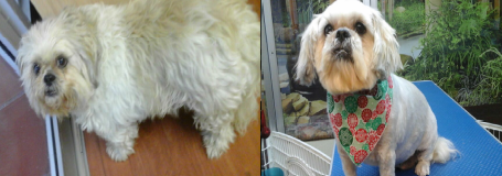 Dog Grooming Before and After | Live.Love.Pet! Oahu, Honolulu, Hawaii