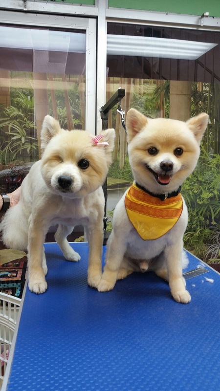 Honolulu Dog Grooming for Dogs with Special Needs