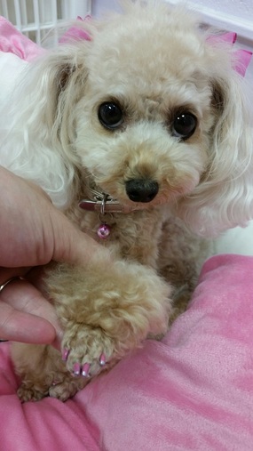 Poodle with a French Manicure - Honolulu Dog Grooming