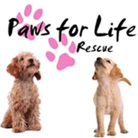 Rescued Pets Save at Live.Love.Pet! Pet Grooming in Hawaii