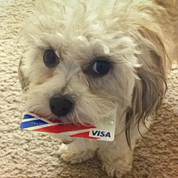Payment is Convenient at Our Pet Grooming Salon in Hawaii