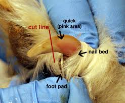 Nail Quick Question - Live.Love.Pet! Pet Grooming in Kaimuki, Honolulu