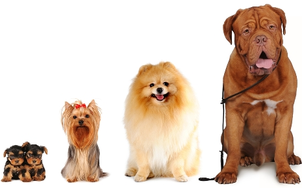 Refer a Pet and Save - Live.Love.Pet! Pet Grooming on Oahu, Hawaii